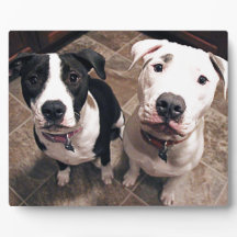 愛らしいピットブルの子犬