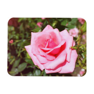 愛らしいピンクのバラの花と甘いハート マグネット