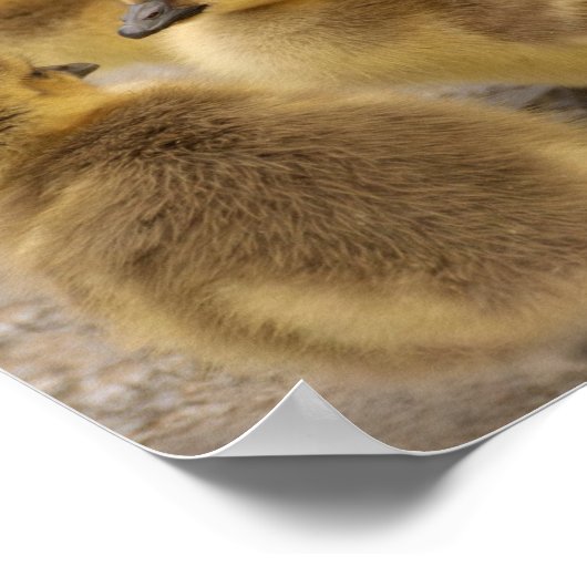 愛らしいファジーベビーゲーゼのゴスリンググループ3 ポスター (角)