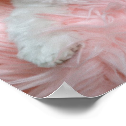 愛らしいファンシー白い子犬のポートレート写真 ポスター (角)