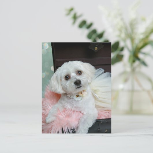 愛らしいファンシー白い子犬のポートレート写真 ポストカード (スタンド正面)