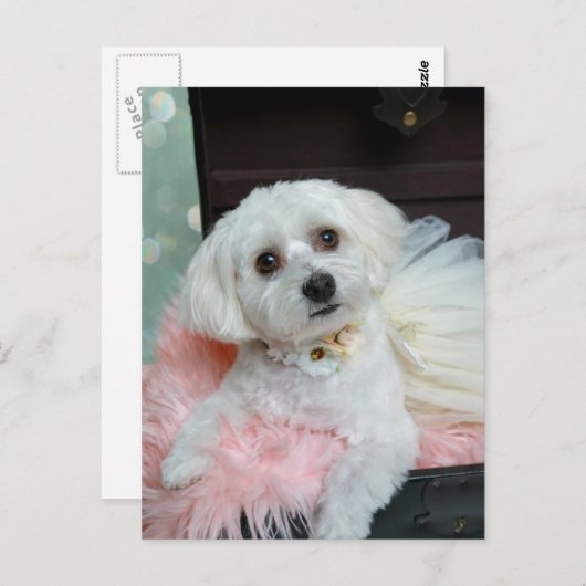 愛らしいファンシー白い子犬のポートレート写真 ポストカード (正面/裏面)