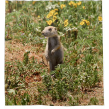 愛らしいプレーリードッグ