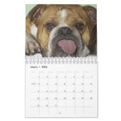 愛らしいベビーと大人の英語のブルドッグカレンダー カレンダー (3月 2026)