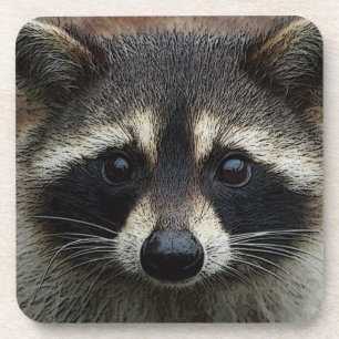 愛らしいベビーのアライグマのマスクの凝視 コースター