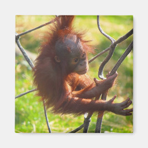 愛らしいベビーのオランウータン マグネット
