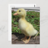 愛らしいベビーアヒルの国の写真 ポストカード (正面/裏面)