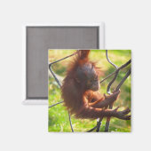 愛らしいベビーオランウタン マグネット (正面/裏面)