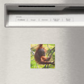 愛らしいベビーオランウタン マグネット (インサイチュ (食洗機))