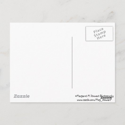 愛らしいベビーチプムンク兄弟姉妹 ポストカード (裏面)