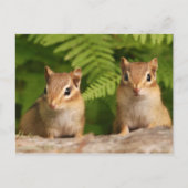 愛らしいベビーチプムンク兄弟姉妹 ポストカード (正面)