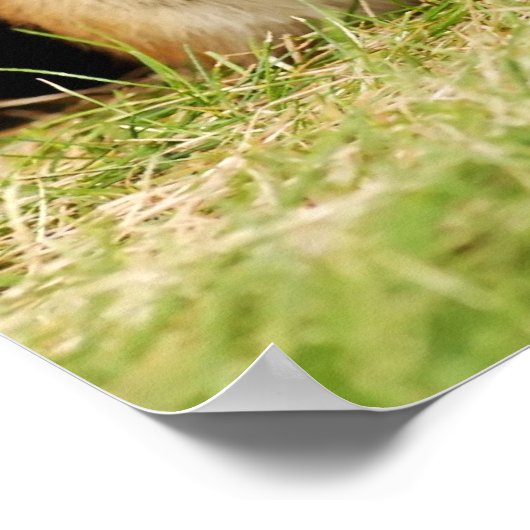 愛らしいベビーチムンクとデイジーポスター ポスター (角)