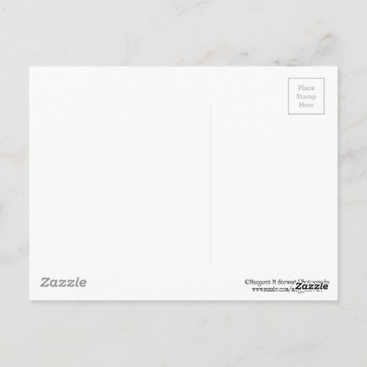 愛らしいベビーチムンク隠れる松の木 ポストカード (裏面)