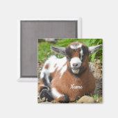 愛らしいベビーヤギ子 マグネット (正面/裏面)