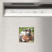 愛らしいベビーヤギ子 マグネット (インサイチュ (食洗機))