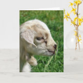 愛らしいベビーヤギ復活祭カード カード (黄色い花)