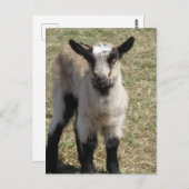 愛らしいベビーヤギ ポストカード (正面/裏面)