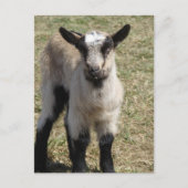 愛らしいベビーヤギ ポストカード (正面)