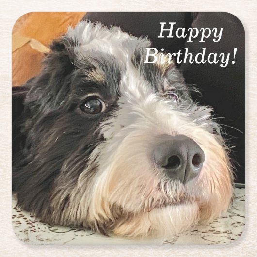 愛らしいベルネドードル スクエアペーパーコースター (正面)