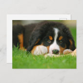 愛らしいベルネーズマウンテンドッグパピー ポストカード (正面/裏面)