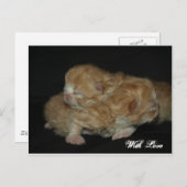 愛らしいペ生まれたばかりのルシャ猫たち ポストカード (正面/裏面)