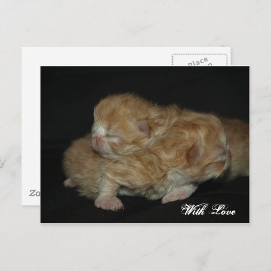 愛らしいペ生まれたばかりのルシャ猫たち ポストカード (正面/裏面)