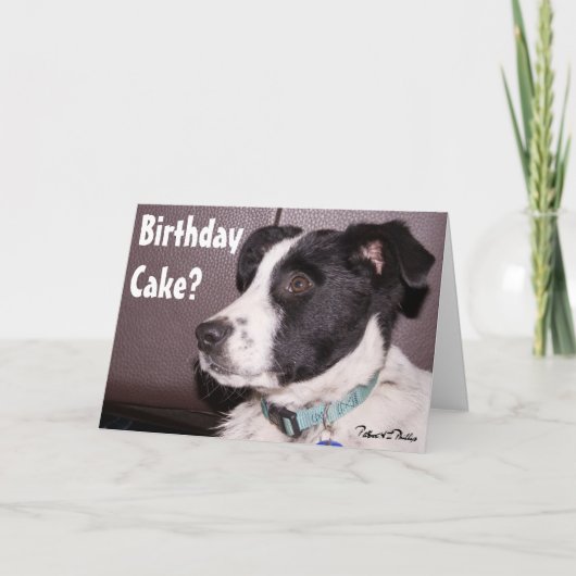 愛らしいボーダーコリーとヒーラーのミックス子犬 カード (正面)