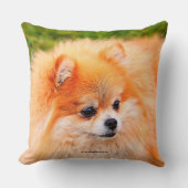 愛らしいポメラニア犬犬 クッション (正面)