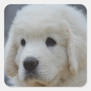 愛らしいポーランドのタトラのステッカーsheepdog子犬 スクエアシール