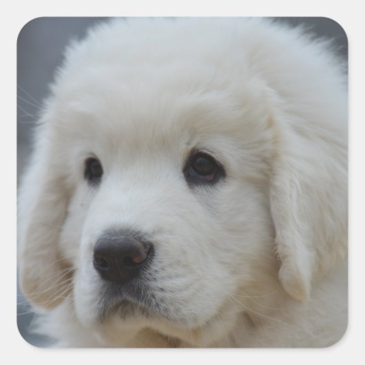 愛らしいポーランドのタトラのステッカーsheepdog子犬 スクエアシール (正面)