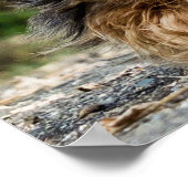 愛らしいヨークシャーテリア ポスター (角)