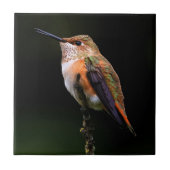 愛らしいラフハミングバードオンブランチ タイル (正面)