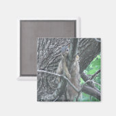 愛らしいリスが枝で眠る マグネット (正面/裏面)