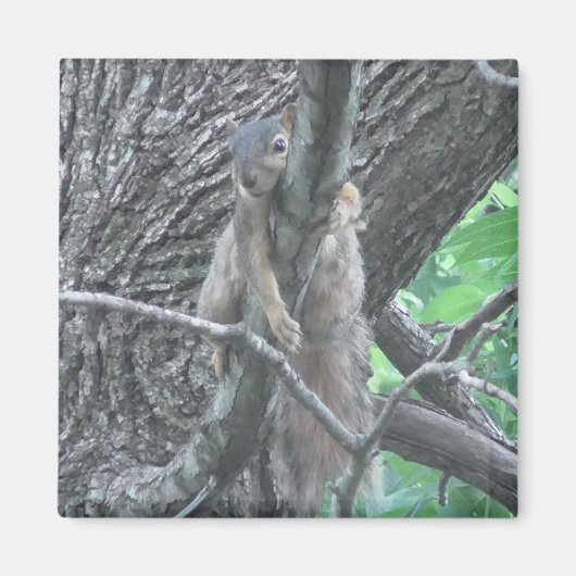 愛らしいリスが枝で眠る マグネット (正面)