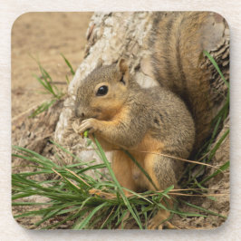 愛らしいリスのコースターセット コースター
