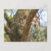 愛らしいリスの交叉写真 ポストカード (正面)