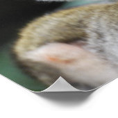 愛らしいリス猿のポスター ポスター (角)