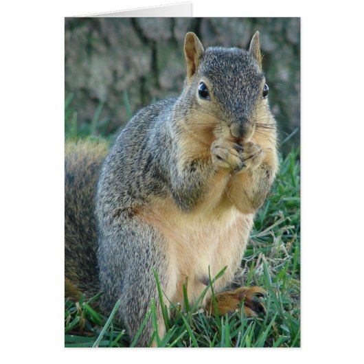 愛らしいリス (正面)