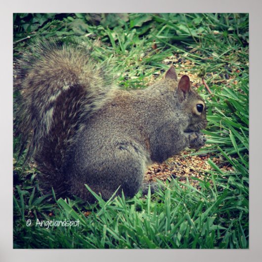 愛らしいリス ポスター (正面)