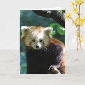 愛らしいレッサーパンダの挨拶状 カード (黄色い花)