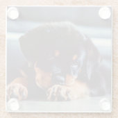 愛らしいロットワイラー子犬の休息 ガラスコースター (裏面)