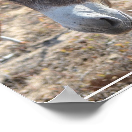 愛らしいロバ ポスター (角)