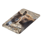 愛らしいロバ マグネット (左側)