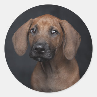 愛らしいローデシアン・リッジバックの子犬の肖像画 犬の写真 ラウンドシール