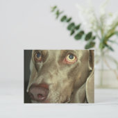 愛らしいワイマラナー ポストカード (スタンド正面)