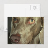 愛らしいワイマラナー ポストカード (正面/裏面)