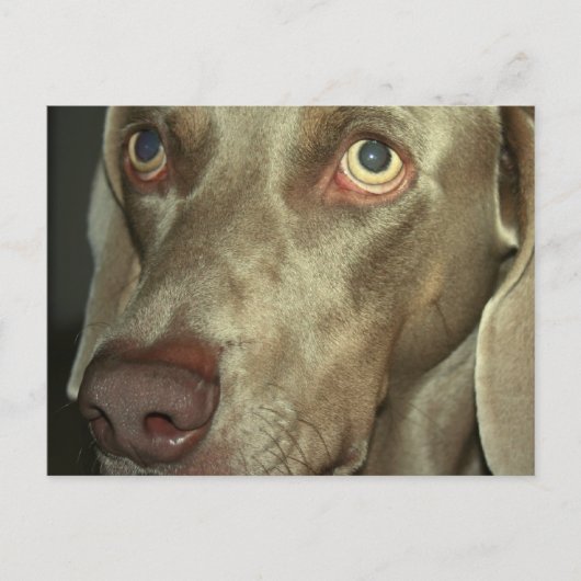 愛らしいワイマラナー ポストカード (正面)