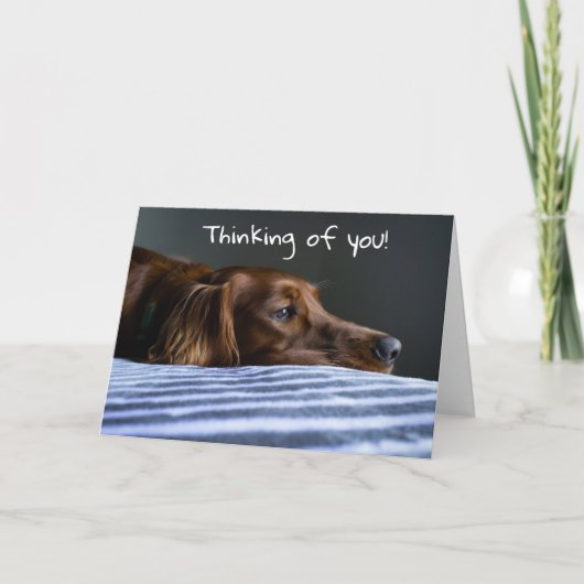 「愛らしいワンちゃんからクリスマスメッセージ」 シーズンカード (正面)