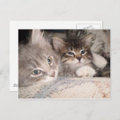 愛らしい動物のポストカード ポストカード (正面/裏面)