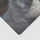 愛らしい北極オオカミ 薄葉紙 (詳細)